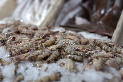 Close-up of fish for sale in market