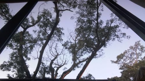 Low angle view of trees against sky