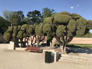Trees and plants in park on sunny day