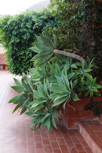 Close-up of fresh green plant