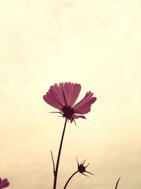 Low angle view of flower against sky