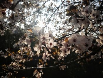 Close-up of cherry blossoms in spring