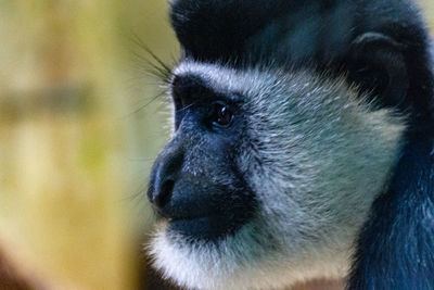 Close-up of a monkey looking away