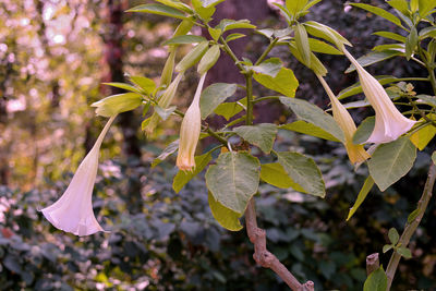 Close-up of flower growing on tree