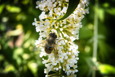 Close-up of bee on flower