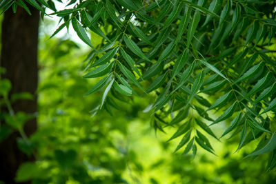 Close-up of wet pine tree