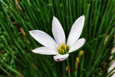 Close-up of white crocus blooming outdoors