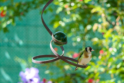 Close-up of bird perching on branch