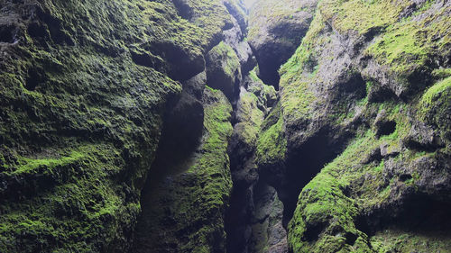 Moss growing on rocks