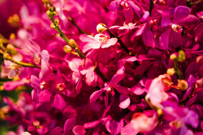 Close-up of pink flowering plant