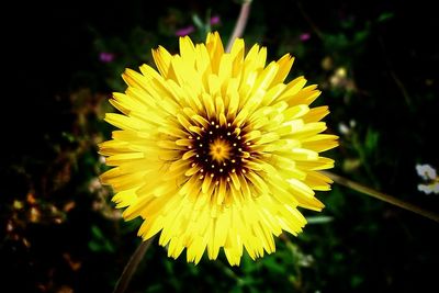 Close-up of yellow flower blooming outdoors