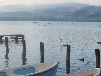 Swans swimming in lake against sky