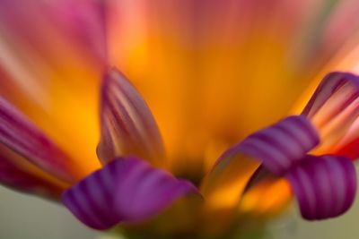 Close-up of fresh purple flower blooming outdoors