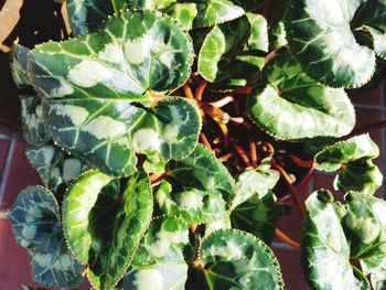 Close-up of fresh green plant