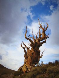 Low angle view of bare tree against cloudy sky