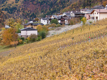 Houses on hill during sunny day