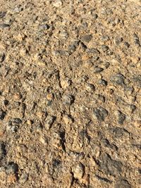 High angle view of lizard on sand at beach