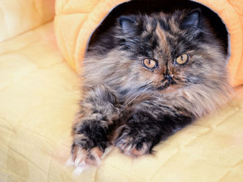 Close-up portrait of cat lying down