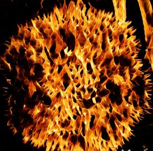 Close-up of orange flower against black background