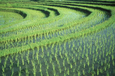 High angle view of rice paddy