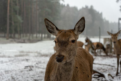 Portrait of deer