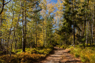 Footpath amidst trees in forest during autumn