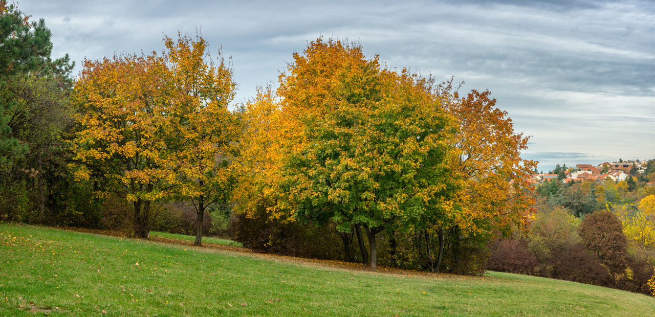 AUTUMN TREES ON FIELD AGAINST SKY