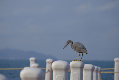 Seagull perching on wooden post