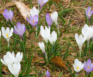 High angle view of white crocus flowers on field