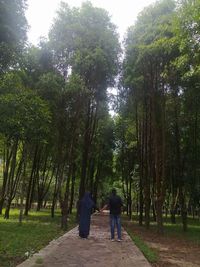 Rear view of people walking on footpath amidst trees in forest