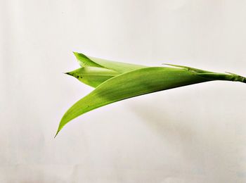 Close-up of leaf over white background