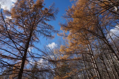 Low angle view of trees against sky