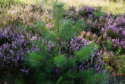 Purple flowers growing on field