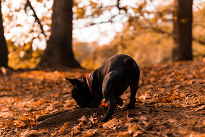 Black dog on field during autumn