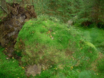 Plants growing on rocks