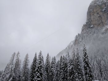 Low angle view of trees on mountain against sky