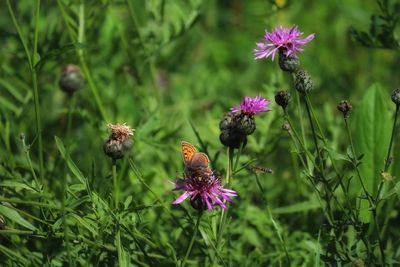 Butterfly pollinating on flowers