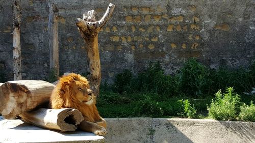 Lion sitting by log of wood