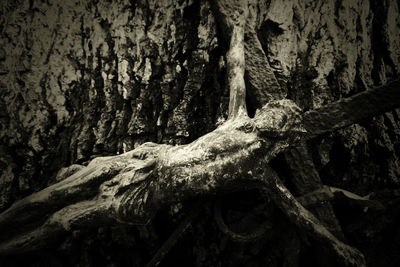 Close-up of tree trunk