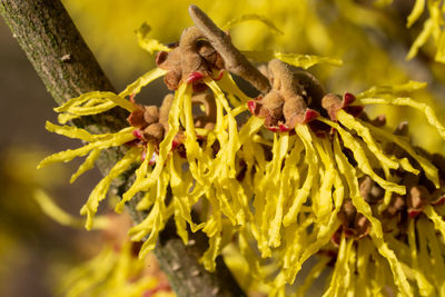 Close-up of yellow flowering plant