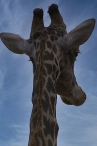 giraffe