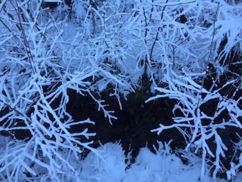 Full frame shot of tree trunk