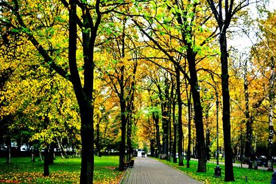 Road passing through forest