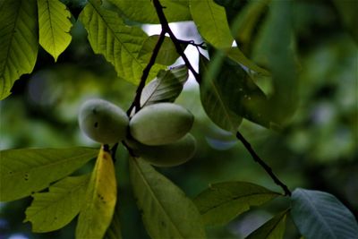 Close-up of fruit growing on tree