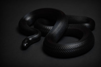 Mexican black kingsnake curled up on a black background