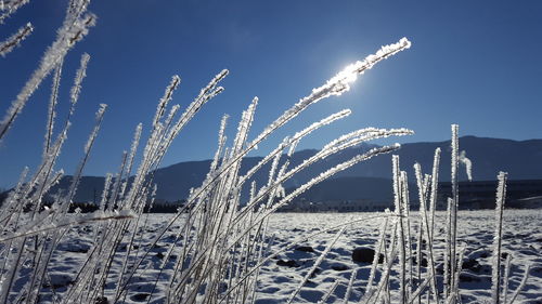 Low angle view of frozen plants against sky