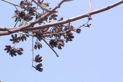 Low angle view of cherry blossom against blue sky