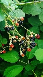 Close-up of berries growing on plant