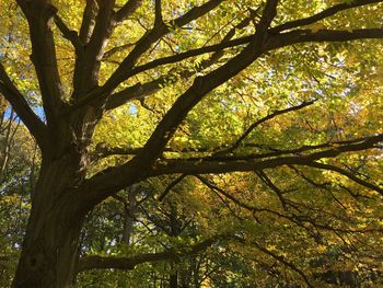 Low angle view of trees in forest