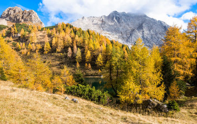 Scenic view of trees on mountain during autumn